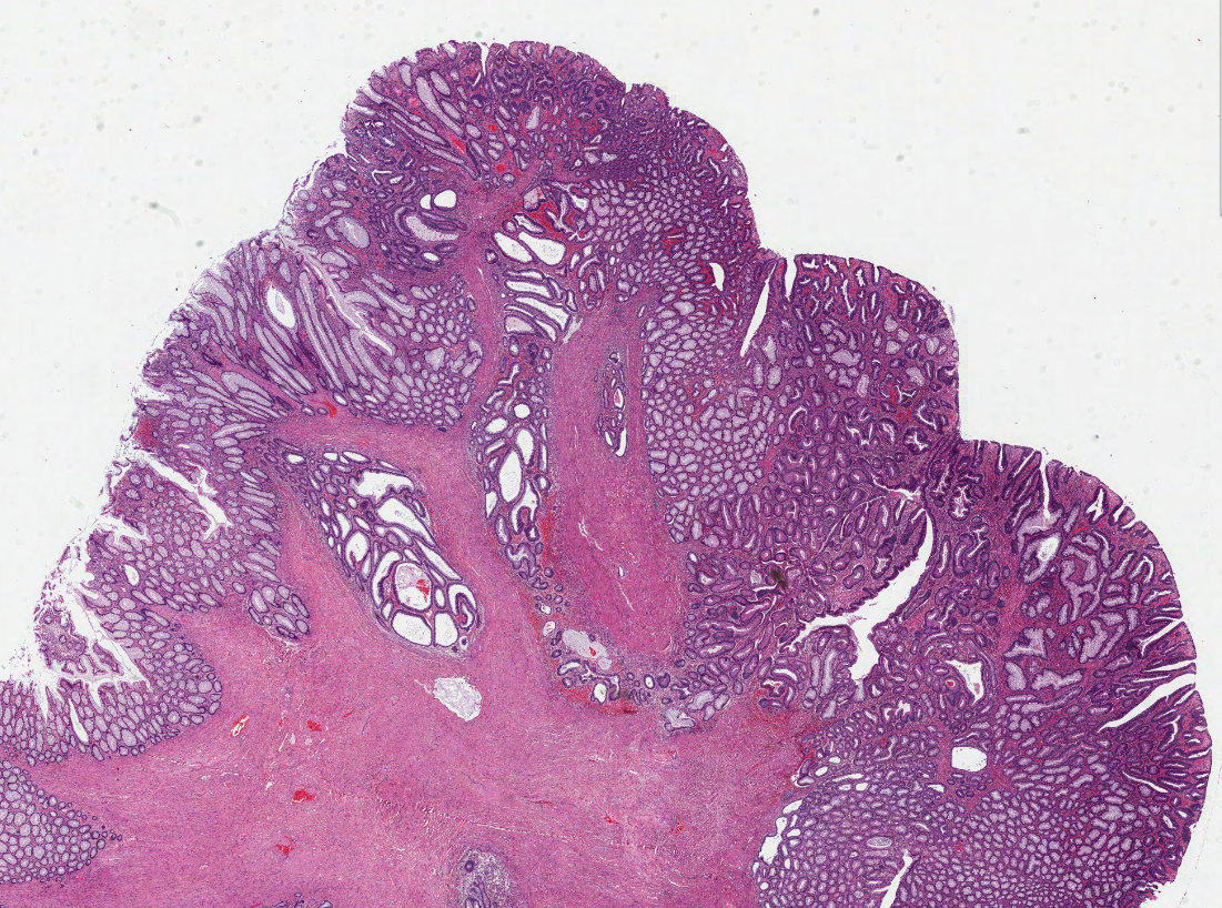 Optimising H&E Staining for Routine Histopathology